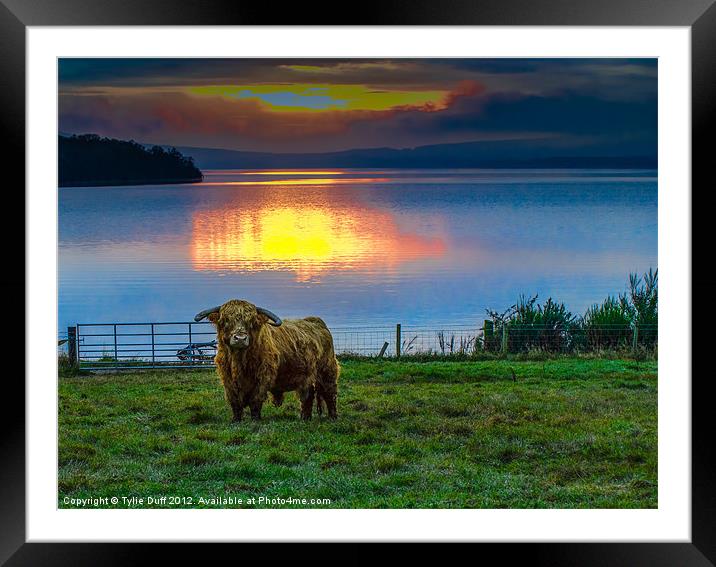 Highland Cow in Loch Lomond Sunset Framed Mounted Print by Tylie Duff Photo Art