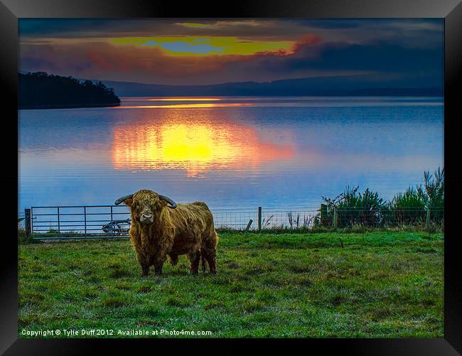 Highland Cow in Loch Lomond Sunset Framed Print by Tylie Duff Photo Art