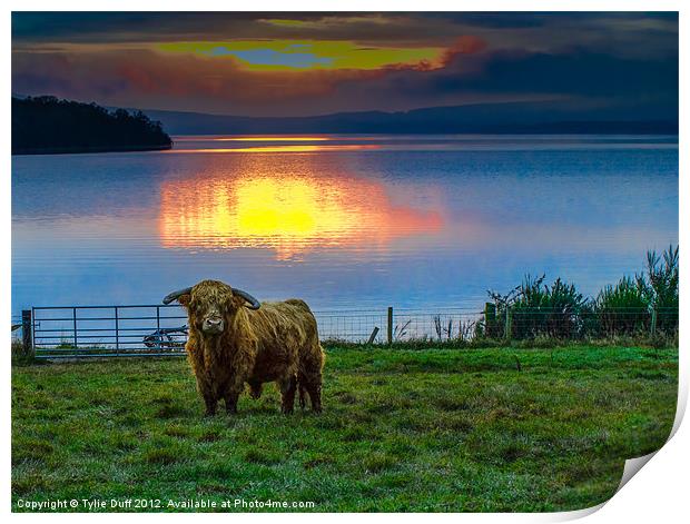 Highland Cow in Loch Lomond Sunset Print by Tylie Duff Photo Art