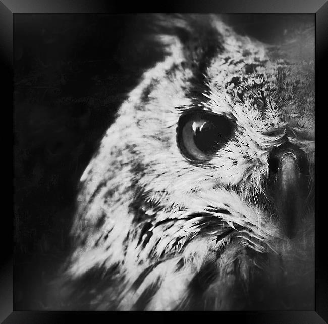 Eagle Owl Framed Print by Celtic Origins