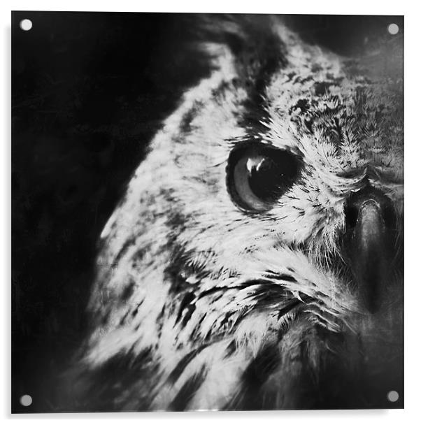 Eagle Owl Acrylic by Celtic Origins