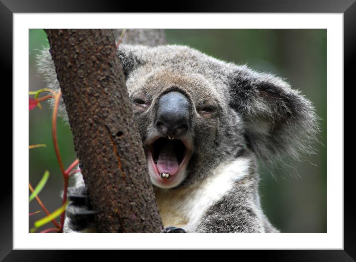 Koala yawn Framed Mounted Print by Lisa Shotton