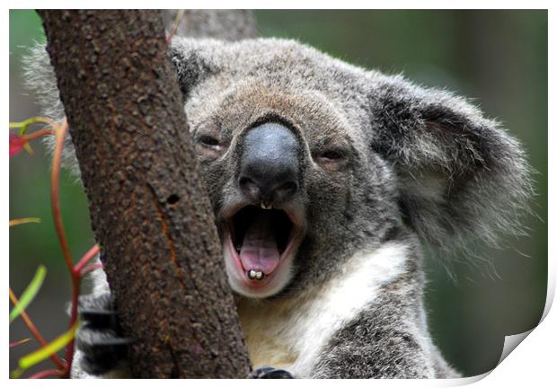 Koala yawn Print by Lisa Shotton