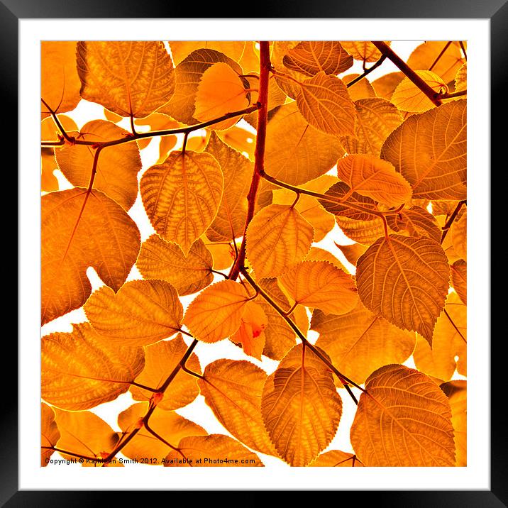 Orange leaves Framed Mounted Print by Kathleen Smith (kbhsphoto)