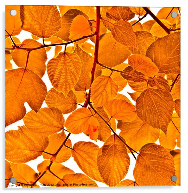 Orange leaves Acrylic by Kathleen Smith (kbhsphoto)