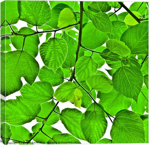 Green leaves Canvas Print by Kathleen Smith (kbhsphoto)
