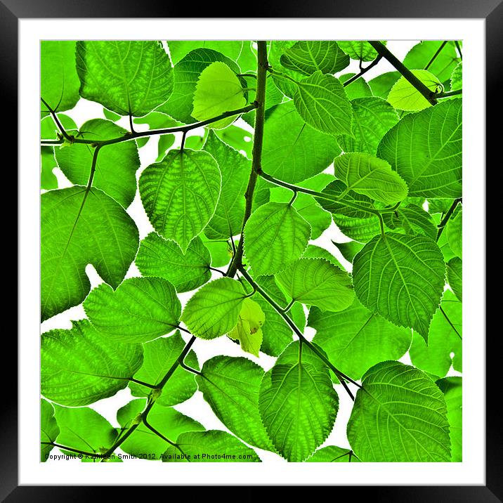 Green leaves Framed Mounted Print by Kathleen Smith (kbhsphoto)