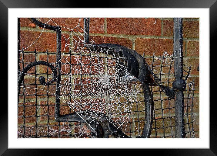 Frozen Spider Web Framed Mounted Print by Mark  F Banks