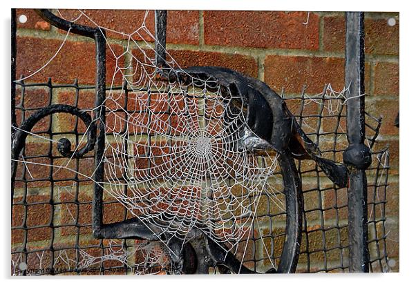 Frozen Spider Web Acrylic by Mark  F Banks