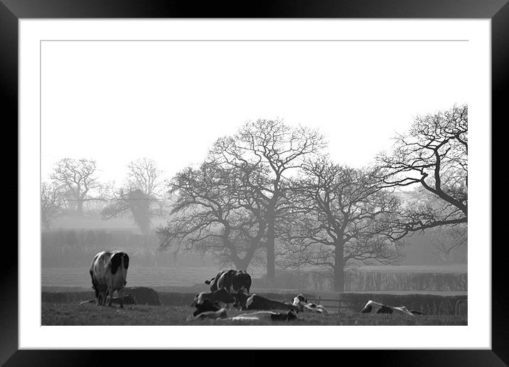 Milking Time Framed Mounted Print by Shaun Cope