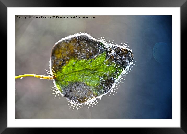 Single Frosted Leaf Framed Mounted Print by Valerie Paterson