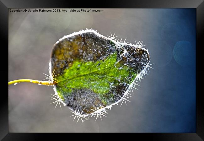 Single Frosted Leaf Framed Print by Valerie Paterson
