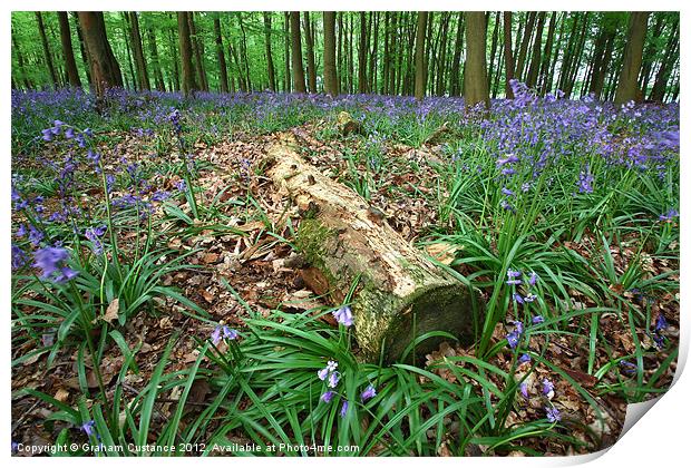 Bluebell Woods Print by Graham Custance