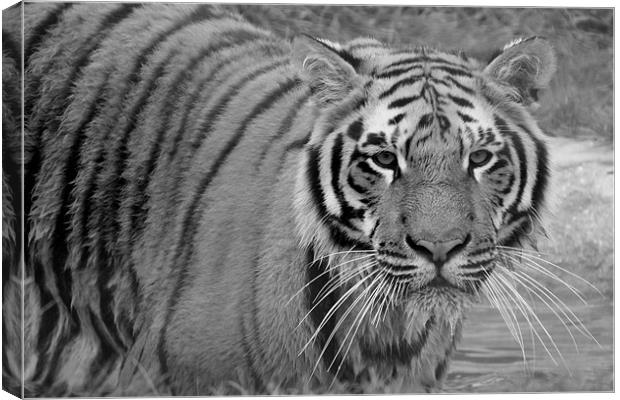 Tiger swimming Canvas Print by Selena Chambers