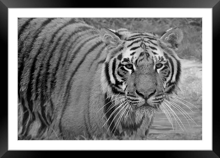 Tiger swimming Framed Mounted Print by Selena Chambers