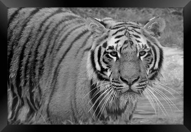 Tiger swimming Framed Print by Selena Chambers