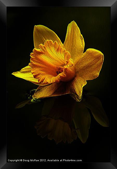 Daffodil Framed Print by Doug McRae