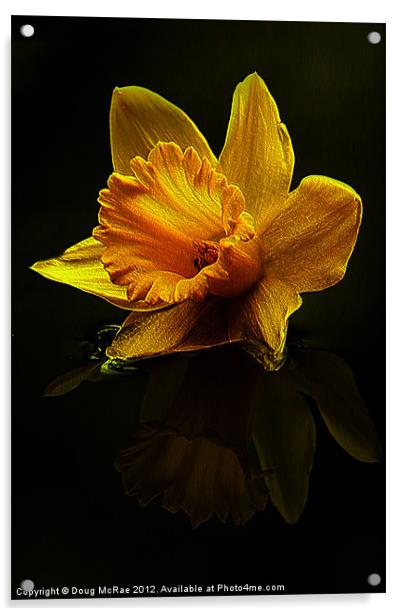 Daffodil Acrylic by Doug McRae