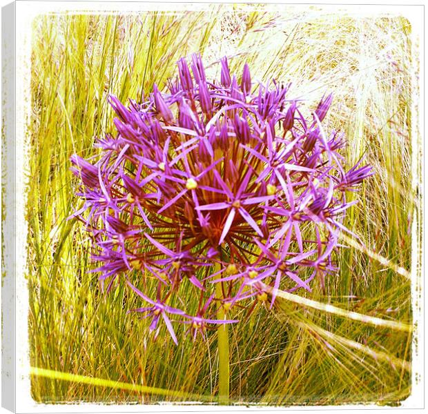 Allium Christophii Canvas Print by Louise Pickford