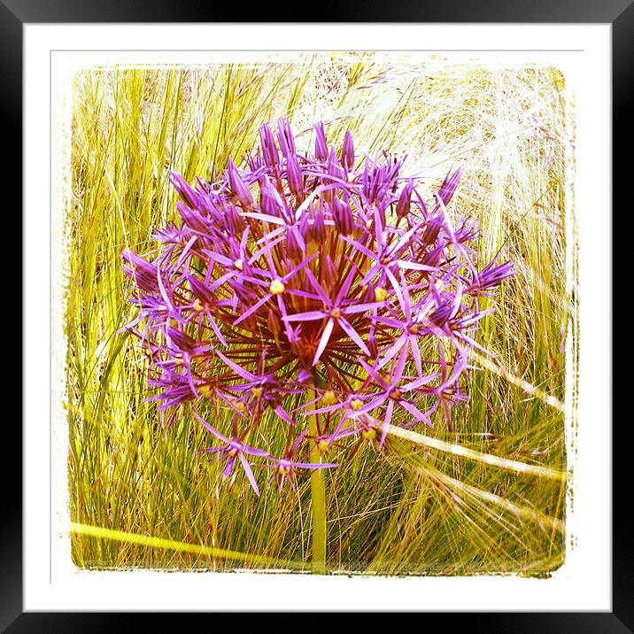 Allium Christophii Framed Mounted Print by Louise Pickford