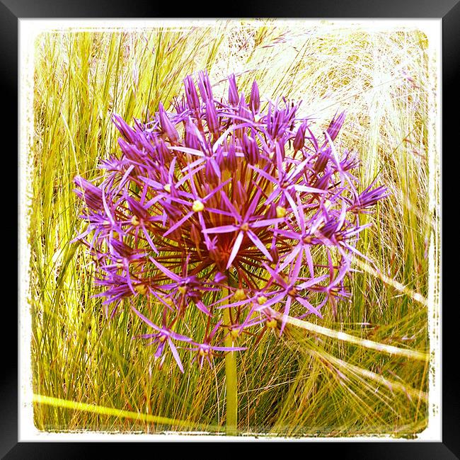 Allium Christophii Framed Print by Louise Pickford