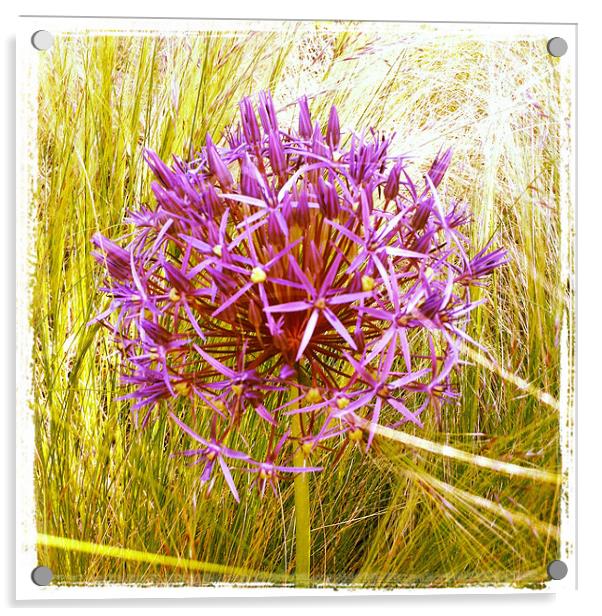 Allium Christophii Acrylic by Louise Pickford