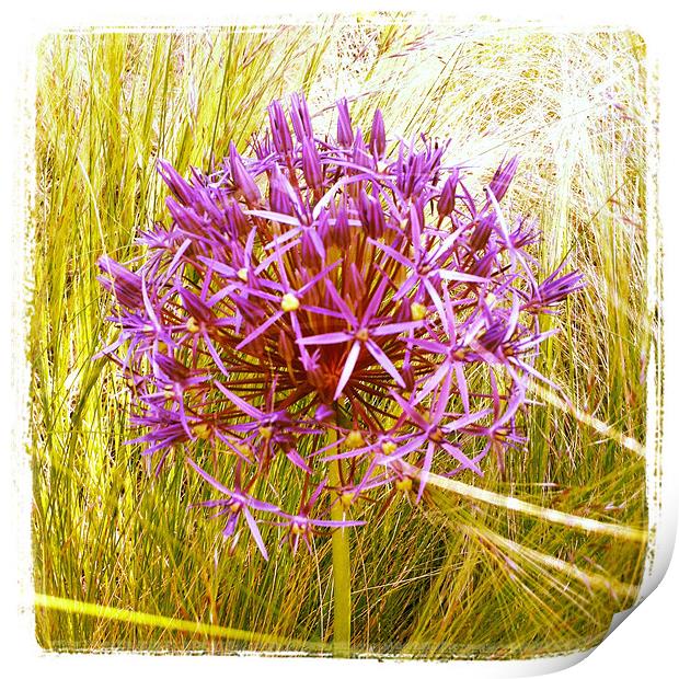 Allium Christophii Print by Louise Pickford