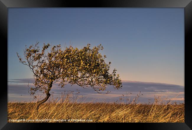 A Lone Tree Framed Print by Lynne Morris (Lswpp)