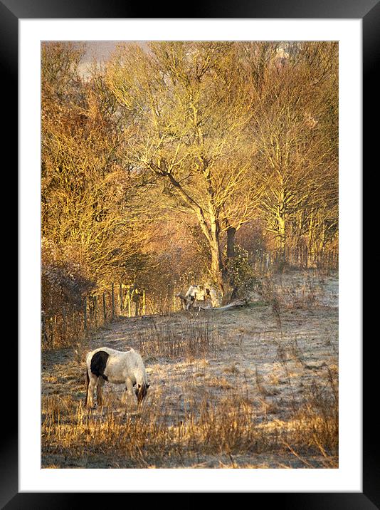 Horse grazing in field near Otford Village Framed Mounted Print by Dawn Cox