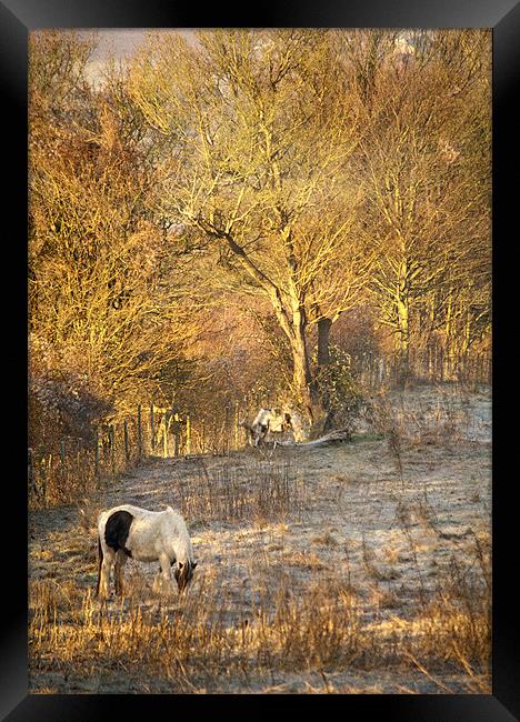 Horse grazing in field near Otford Village Framed Print by Dawn Cox