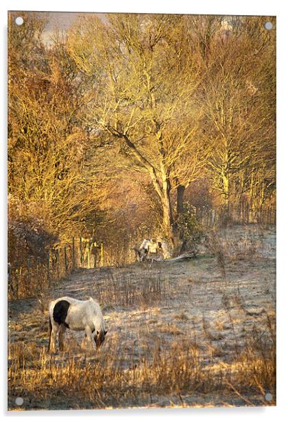 Horse grazing in field near Otford Village Acrylic by Dawn Cox