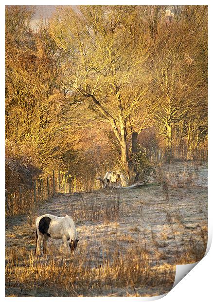 Horse grazing in field near Otford Village Print by Dawn Cox