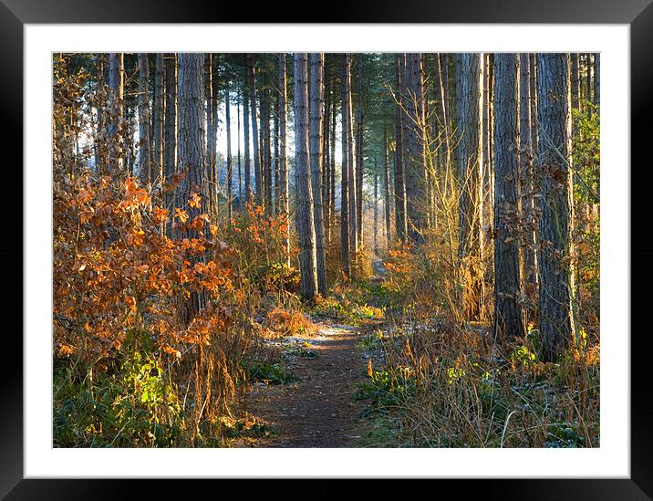 Sherwood Forest Framed Mounted Print by Tracey Whitefoot
