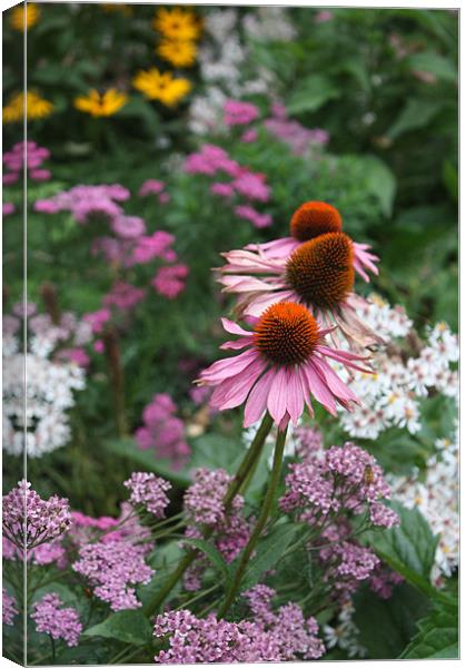 Pink Echinacea flowers Canvas Print by Coralie Young