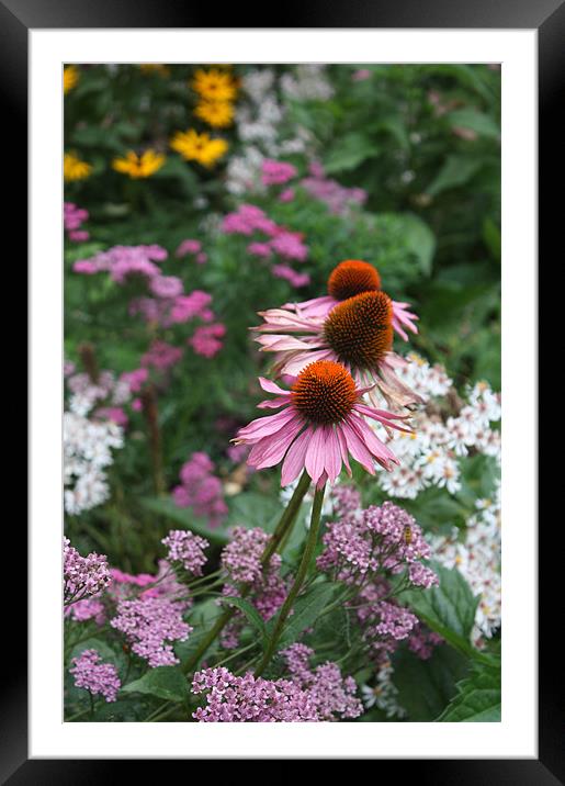 Pink Echinacea flowers Framed Mounted Print by Coralie Young
