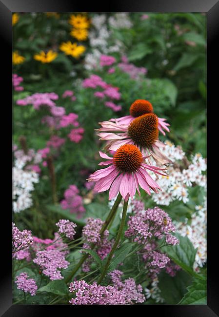 Pink Echinacea flowers Framed Print by Coralie Young