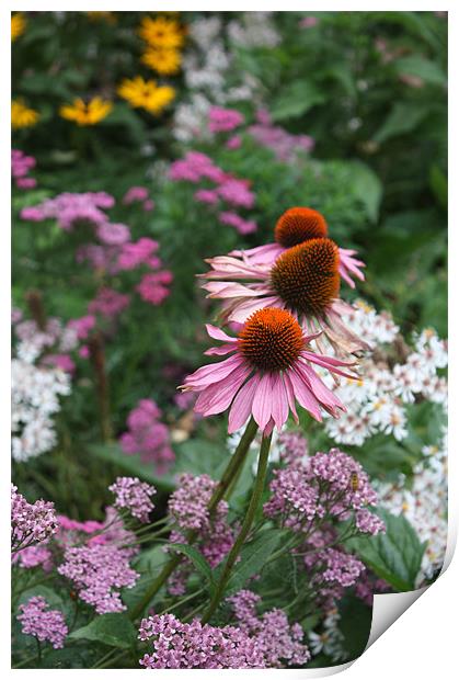 Pink Echinacea flowers Print by Coralie Young