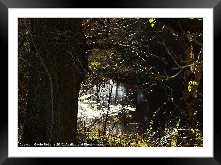 Shadow of the Trees Framed Mounted Print by Ade Robbins