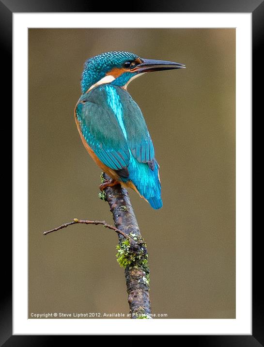 Common Kingfisher (Alcedo atthis) Framed Mounted Print by Steve Liptrot