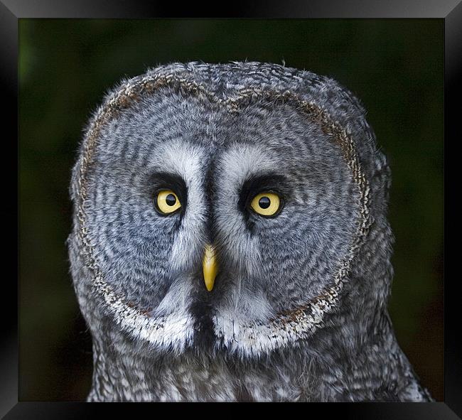Great Grey Owl Framed Print by Mike Gorton