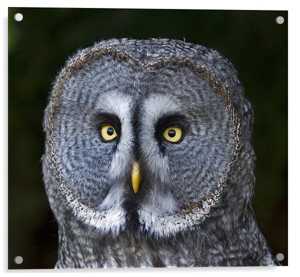 Great Grey Owl Acrylic by Mike Gorton
