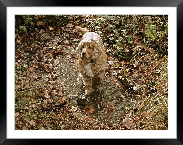 Cocker Spaniel in his element Framed Mounted Print by Sarah Davies