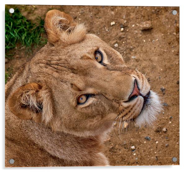Lioness Portrait Acrylic by John Dickson
