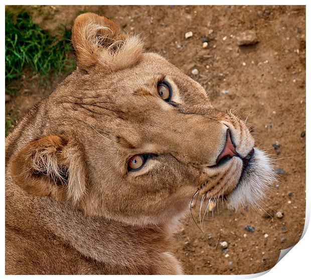 Lioness Portrait Print by John Dickson
