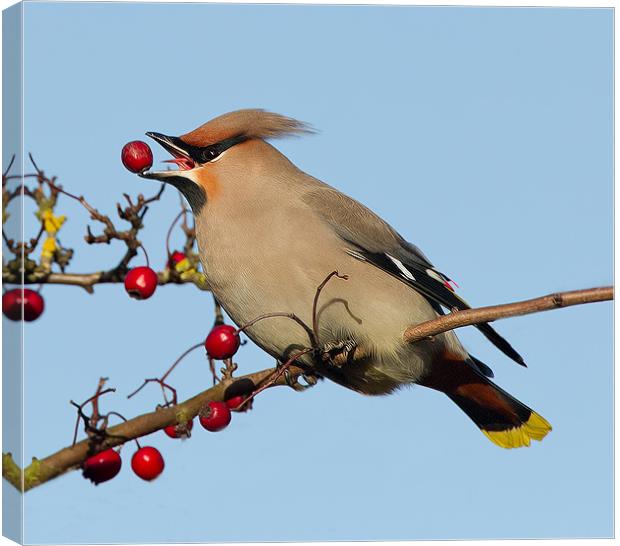 Waxwing 2 Canvas Print by Don Davis