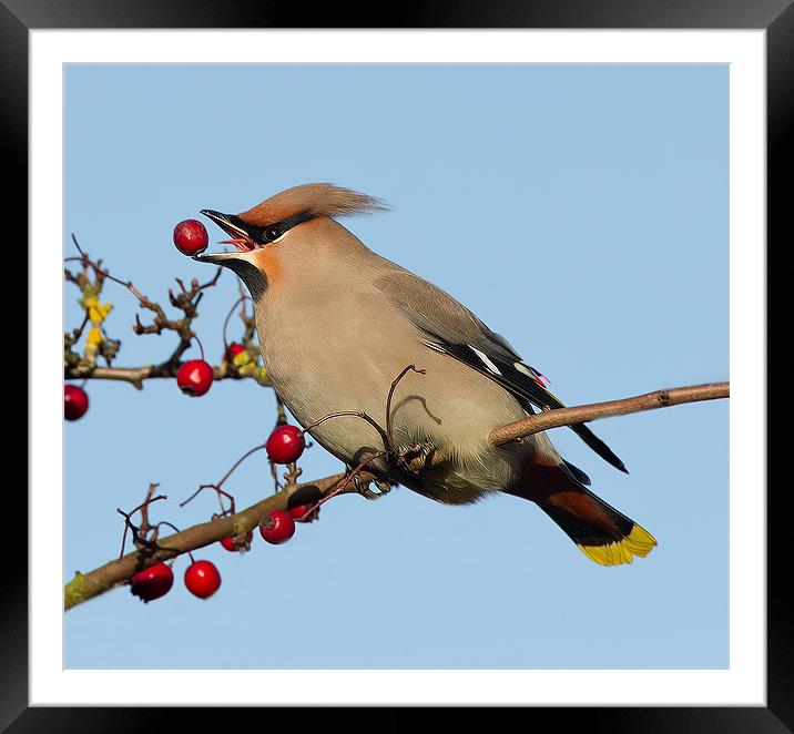 Waxwing 2 Framed Mounted Print by Don Davis