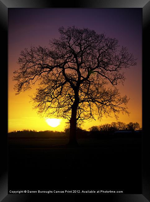 Tree Sunrise Silhouette Framed Print by Darren Burroughs