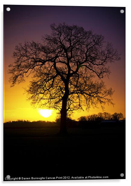 Tree Sunrise Silhouette Acrylic by Darren Burroughs