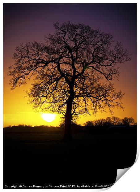 Tree Sunrise Silhouette Print by Darren Burroughs