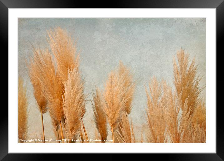 Pampas Grass Framed Mounted Print by Martyn Williams